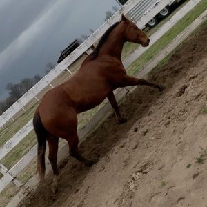 Meet your Posher, Josie